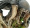 Hot Toys DMS 02 Aliens VS Predator : Requiem - Predalien VS Wolf Predator